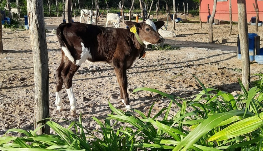 ASN Pernambuco - Agência Sebrae de Notícias