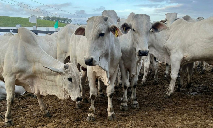ASN Pernambuco - Agência Sebrae de Notícias