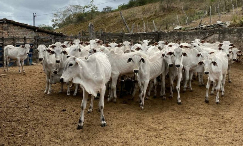 ASN Pernambuco - Agência Sebrae de Notícias