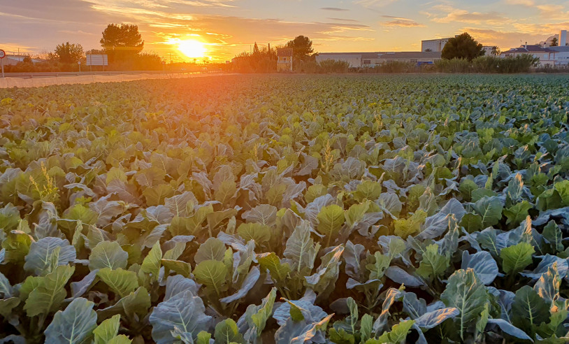 ASN Pernambuco - Agência Sebrae de Notícias