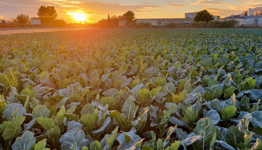 ASN Pernambuco - Agência Sebrae de Notícias