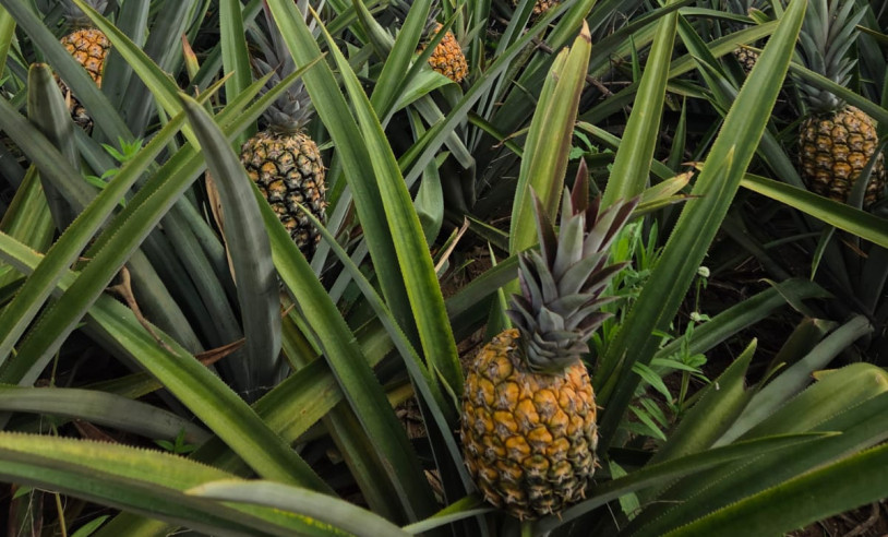 ASN Pernambuco - Agência Sebrae de Notícias