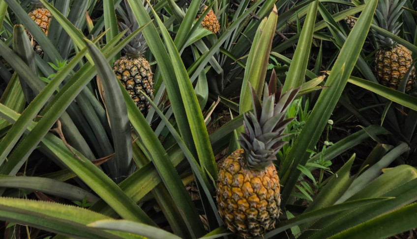 ASN Pernambuco - Agência Sebrae de Notícias