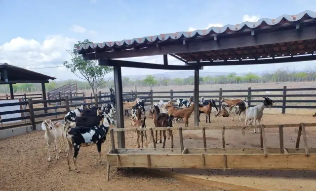 ASN Pernambuco - Agência Sebrae de Notícias